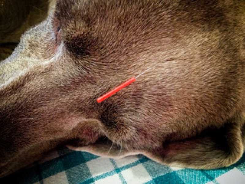 Acupuntura para Bichos de Estimação Perto Tatuquara - Acupuntura em Pets