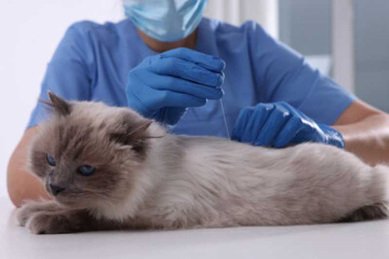 Acupuntura para Gatos Perto Lamenha Pequena - Acupuntura Veterinária