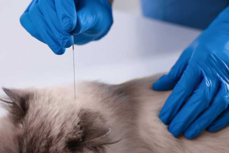 Acupuntura para Gatos Lapa - Acupuntura Veterinária