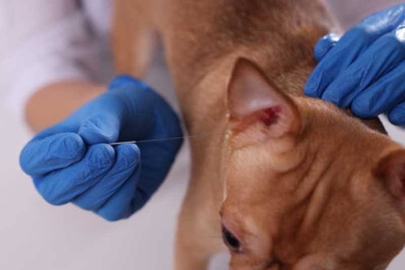 Acupuntura Veterinária Perto Centro de Campo Largo - Acupuntura em Pets