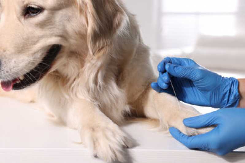 Acupuntura Veterinária Tatuquara - Acupuntura em Cães