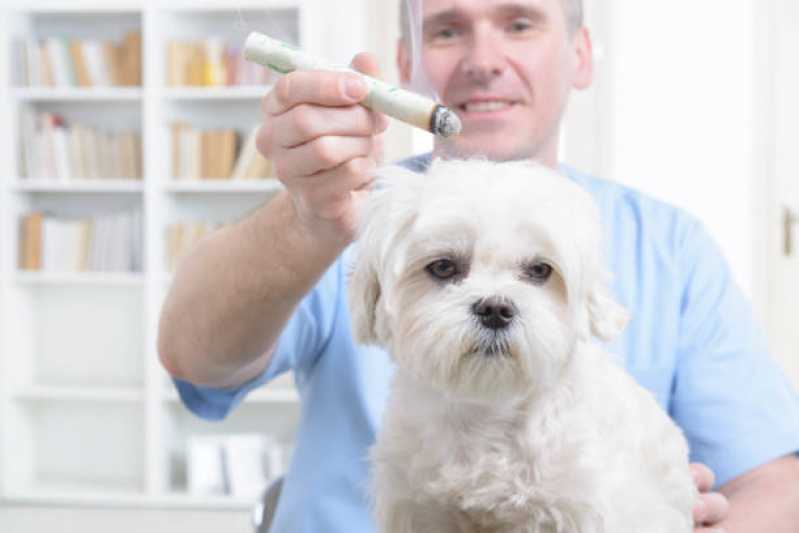 Clinica Especializada em Acupuntura em Cães Pilarzinho - Acupuntura para Animal