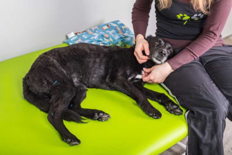 Clinica Especializada em Acupuntura em Pets Boa Vista - Acupuntura para Bichos de Estimação