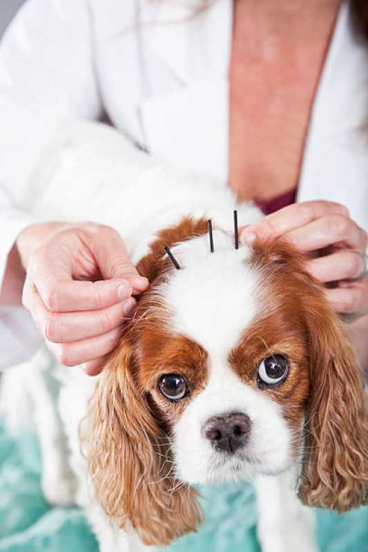 Clinica Especializada em Acupuntura para Animal Capão Raso - Acupuntura em Cães