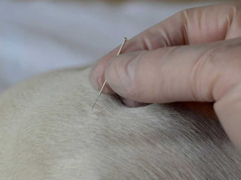 Clinica Especializada em Acupuntura para Bichos de Estimação Centro de Pinhais - Acupuntura em Cachorros