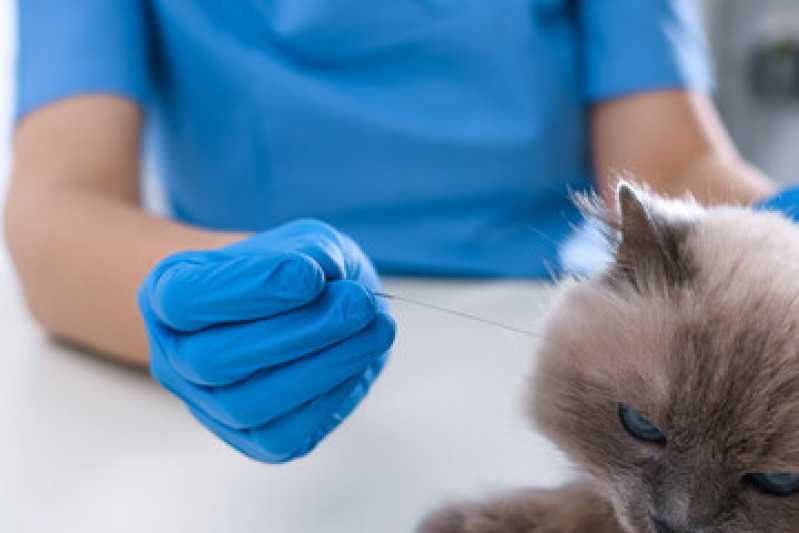 Clinica Especializada em Acupuntura para Gatos Matinhos - Acupuntura em Cachorros