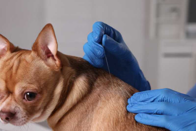 Clinica Especializada em Acupuntura Veterinária Cristo Rei - Acupuntura em Pets
