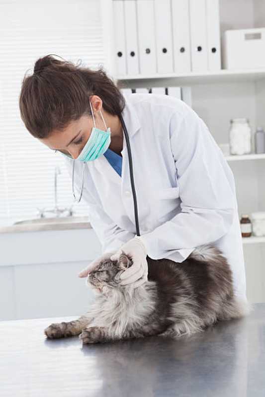 Clinica Especializada em Citopatologia para Animais Domésticos Matinhos - Citopatologia para Gatos