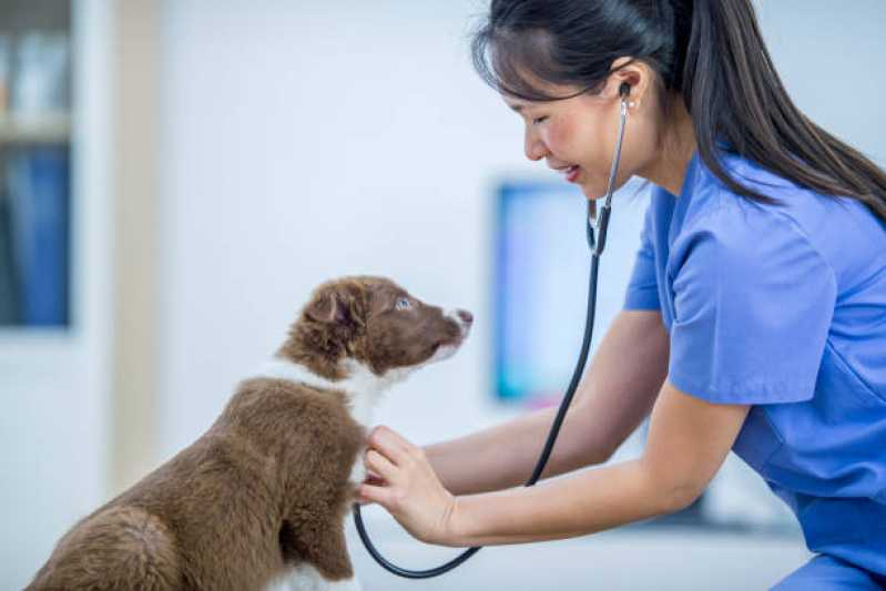 Clinica Especializada em Ecocardiodoppler para Animais de Estimação Cajuru - Ecocardiodoppler para Animais de Estimação