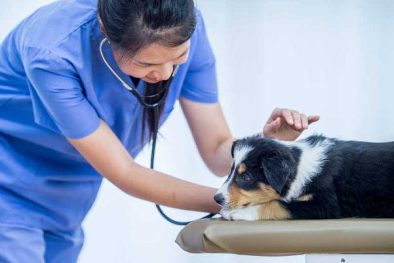 Clinica Especializada em Ecocardiodoppler para Cães Atuba - Ecocardiodoppler para Animal
