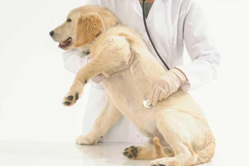 Clinica Especializada em Ecocardiodoppler Veterinário Pontal do Parana - Ecocardiodoppler para Cães