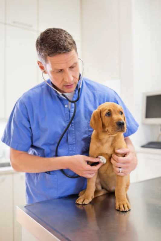 Clinica Especializada em Medida de Pressão Arterial de Cachorro Cabral - Medida de Pressão Arterial em Animal