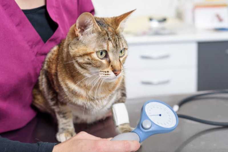Clinica Especializada em Medida de Pressão Arterial de Gatos Tingui - Medida de Pressão Arterial de Gatos