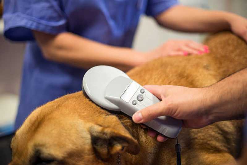 Clinica Especializada em Microchip Identificação Animal Cascatinha - Microchip para Cães