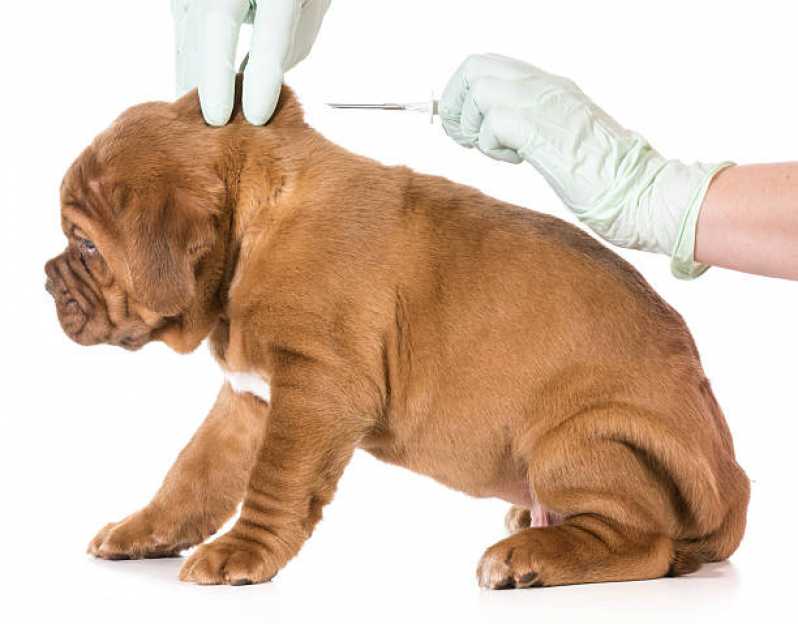 Clinica Especializada em Microchip para Animais de Estimação Rebouças - Microchip para Cães