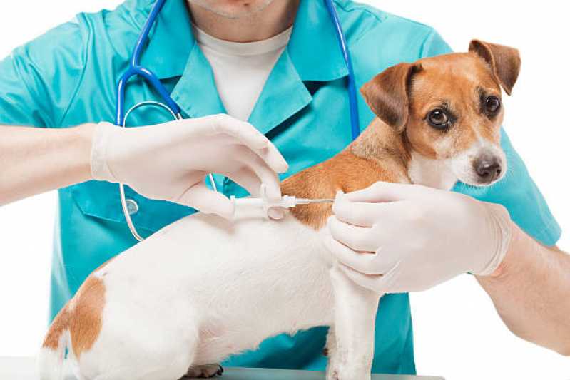 Clinica Especializada em Microchip para Cães Cachoeira - Microchip em Cachorros