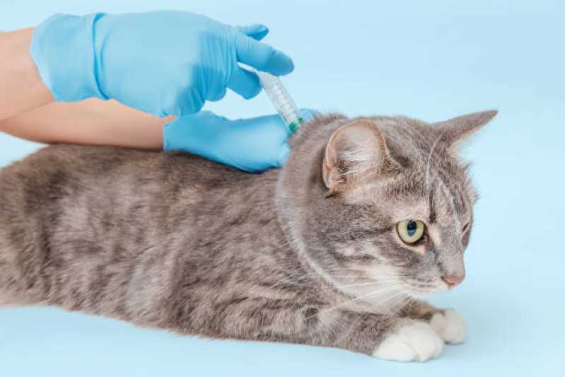 Clinica Especializada em Microchip para Gatos Pinheirinho - Microchip em Animais