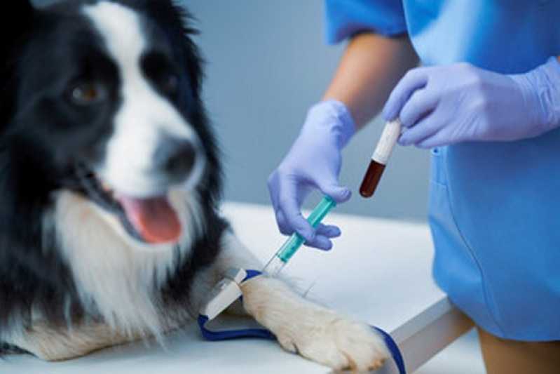 Diagnóstico Laboratorial para Cachorro Marcar Lindóia - Diagnóstico Laboratorial para Gato
