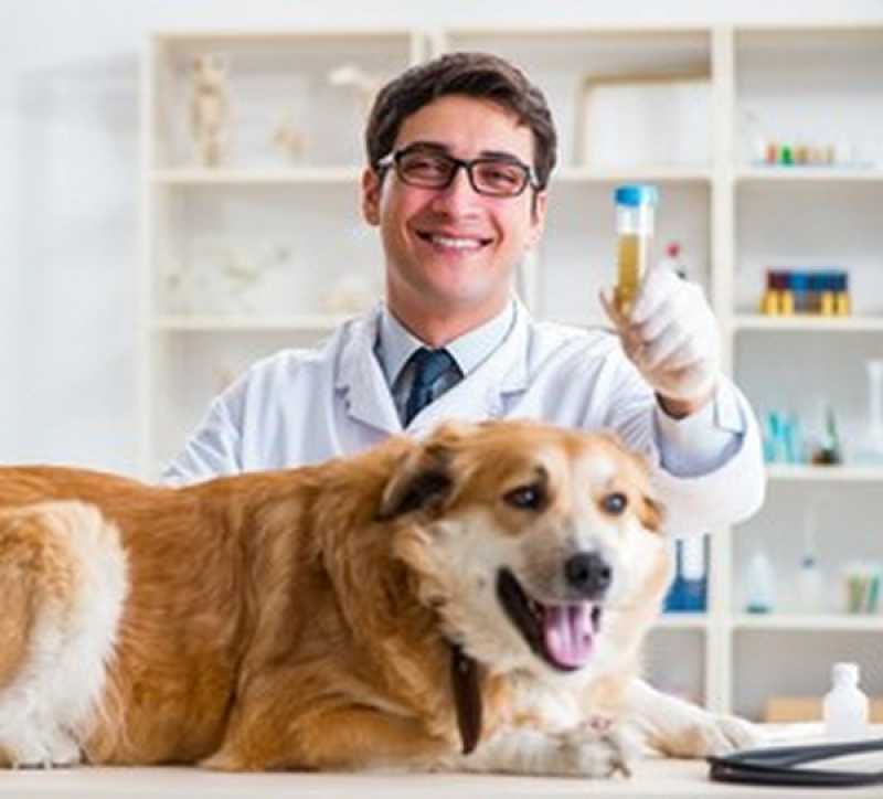 Diagnóstico Laboratorial para Cachorros Marcar Metropolitana de Curitiba - Diagnóstico Laboratorial para Cachorros