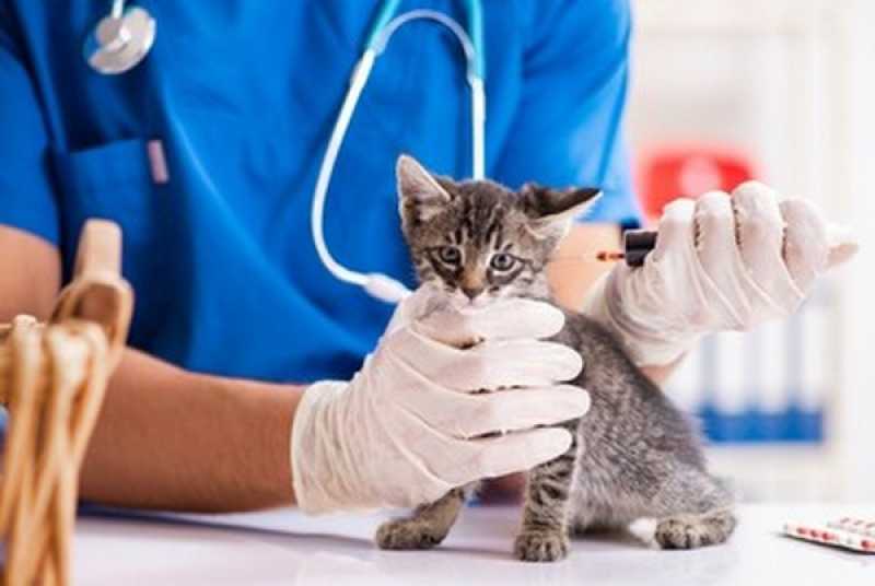 Diagnóstico Laboratorial para Gato Mercês - Diagnóstico Laboratorial para Cães