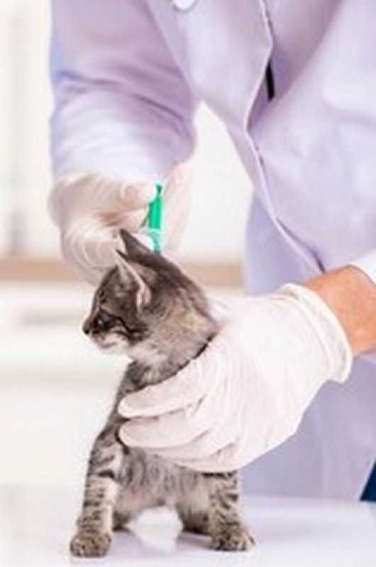 Diagnóstico Laboratorial para Gatos Champagnat - Diagnóstico Laboratorial para Animais