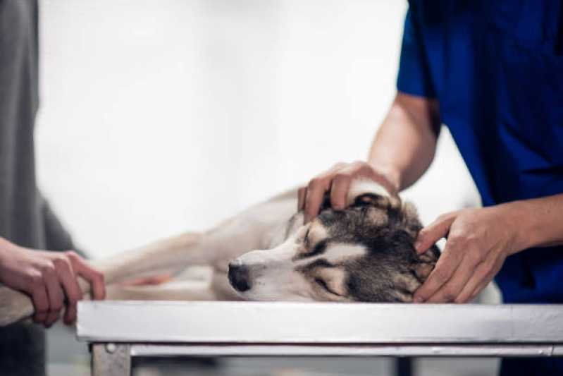 Ecocardiodoppler e Cardiologista Veterinário Tingui - Ecocardiodoppler para Cães