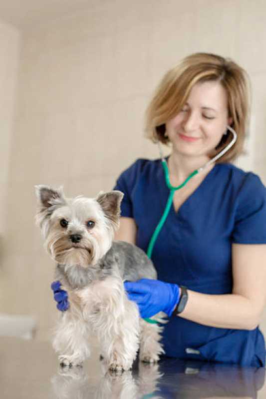 Ecocardiodoppler em Cães Alphaville Graciosa - Ecocardiodoppler para Animal
