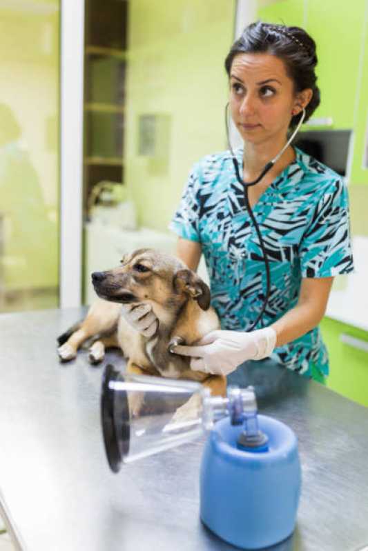 Ecocardiodoppler para Cães Vista Alegre - Ecocardiodoppler Veterinário