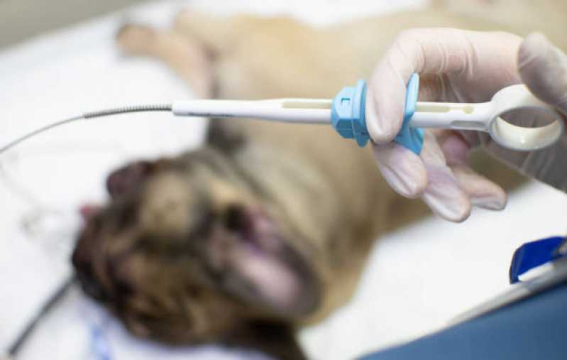 Endoscopia Cachorros Batel - Endoscopia para Pet
