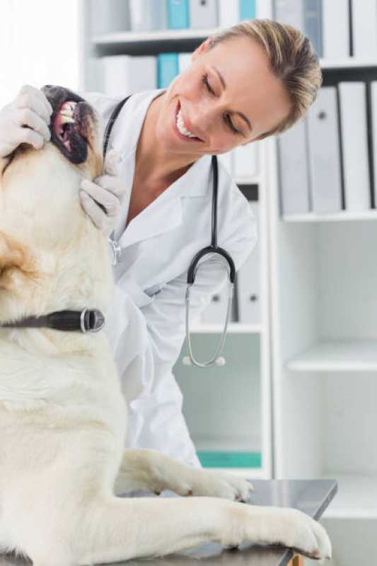 Endoscopia Canina Agendar Novo Mundo - Endoscopia para Pet
