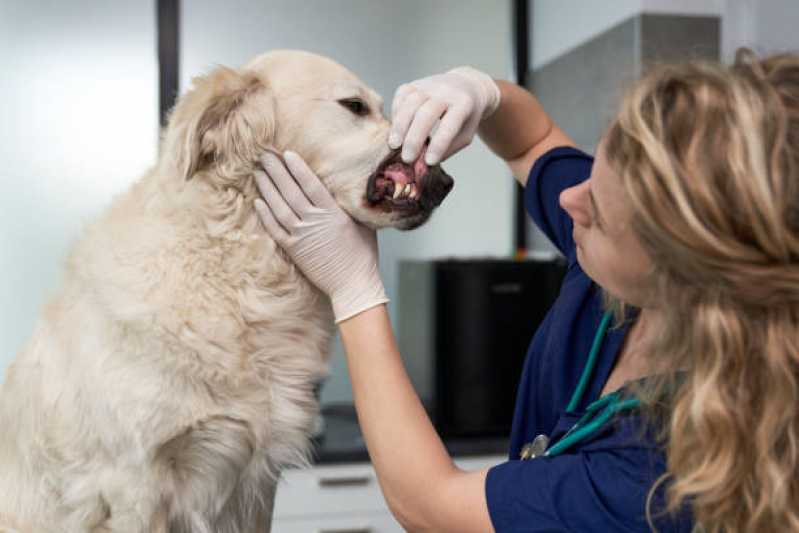 Endoscopia Canina Parolin - Endoscopia para Pet
