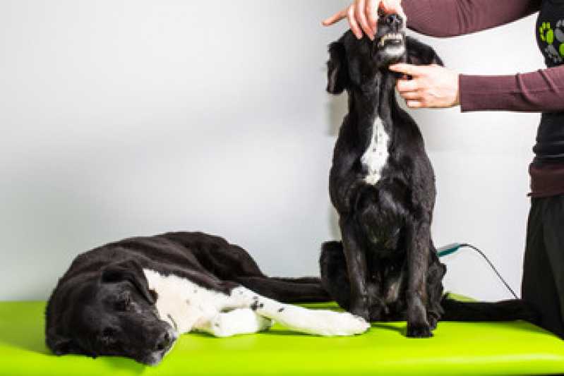Endoscopia para Animais Agendar Mercês - Endoscopia para Cachorros