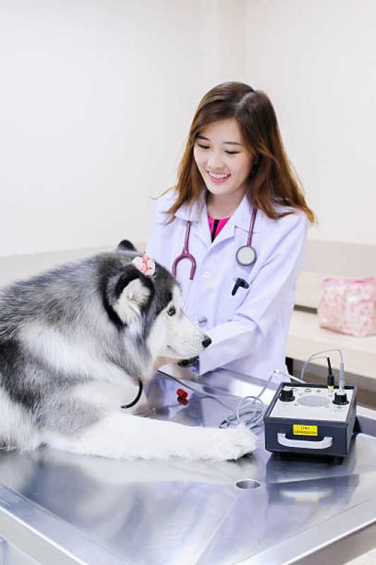 Endoscopia para Animais Contenda - Endoscopia para Felinos