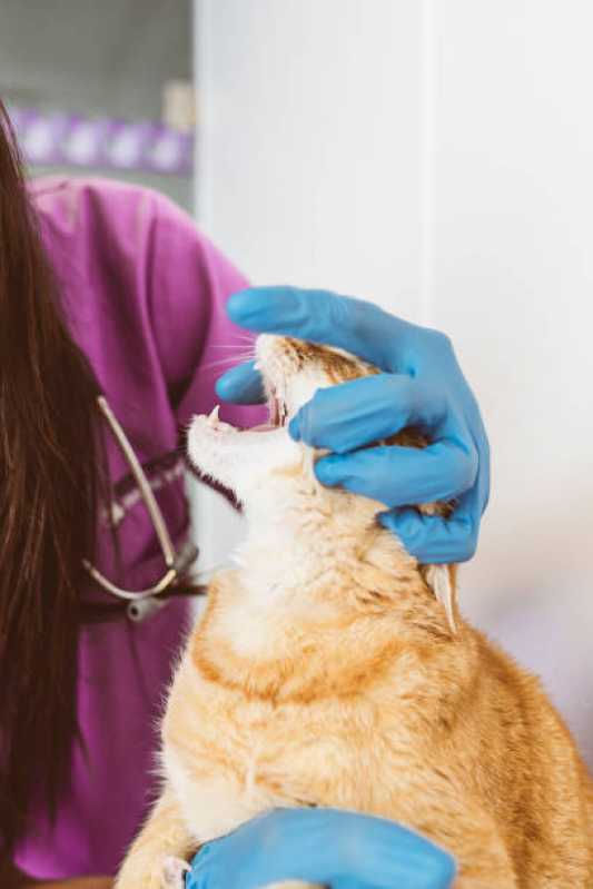 Endoscopia para Felinos Agendar Hauer - Endoscopia para Pequenos Animais