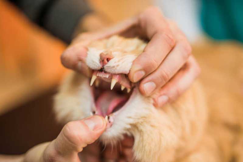 Endoscopia para Gatos Agendar Curitiba - Endoscopia para Felinos