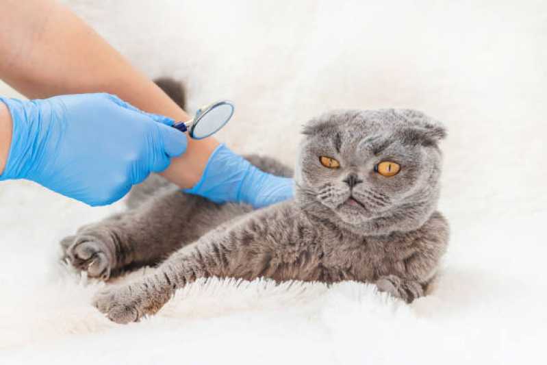 Endoscopia para Pequenos Animais Agendar São Lourenço - Endoscopia para Gatos