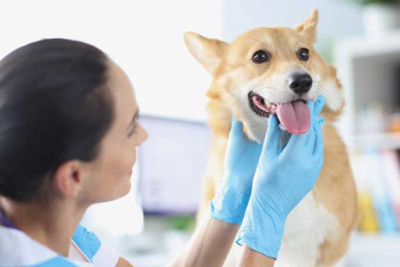 Endoscopia para Pet Agendar Santa Felicidade - Endoscopia para Animais de Estimação