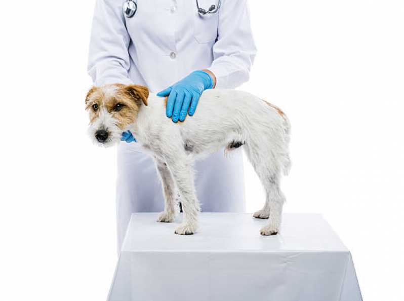 Histopatologia Cachorro Bigorrilho - Histopatologia para Cães e Gatos