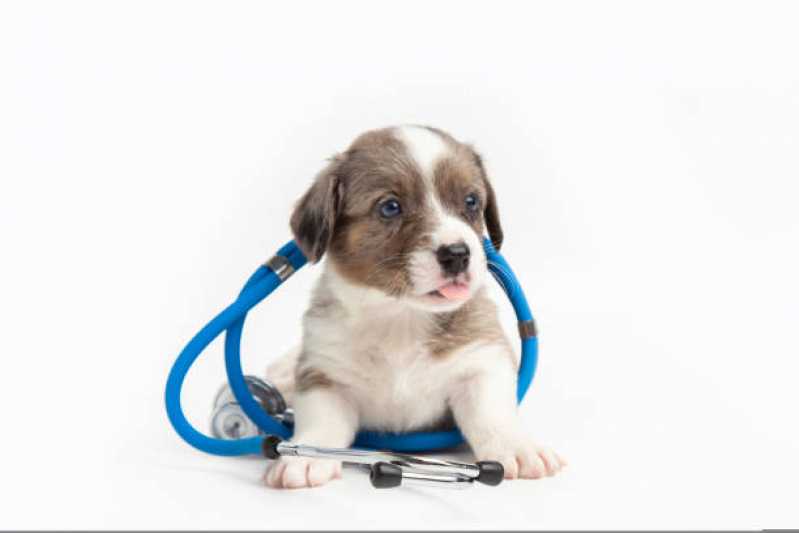 Histopatologia para Cachorro Agendar Maracanã - Histopatologia para Animais de Estimação