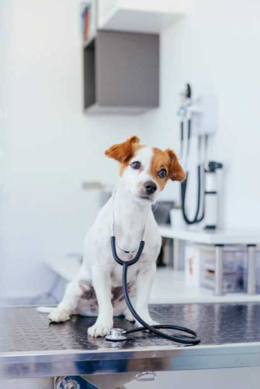 Histopatologia para Cachorros Agendar Prado Velho - Histopatologia para Cachorro