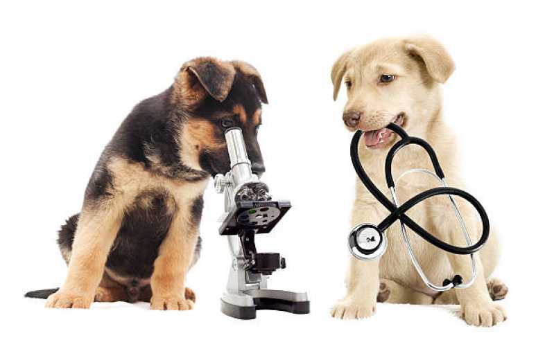 Histopatologia para Cachorros Ahú - Histopatologia para Cachorro