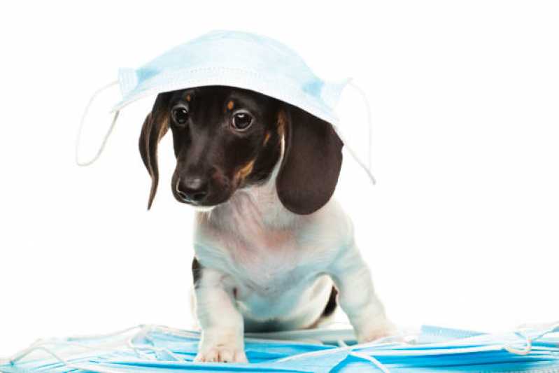 Histopatologia para Cães Orleans - Histopatologia Canina Curitiba