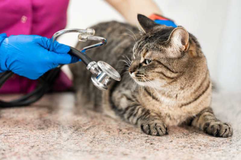 Histopatologia para Gatos Agendar Guaratuba - Histopatologia para Cães e Gatos