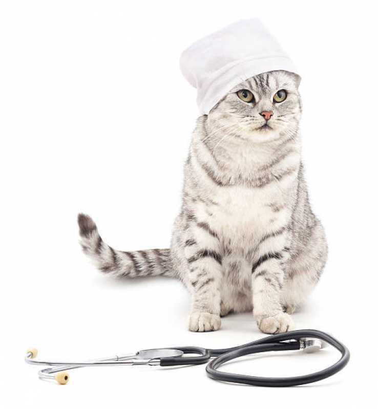 Histopatologia para Gatos Bigorrilho - Histopatologia para Animais de Estimação