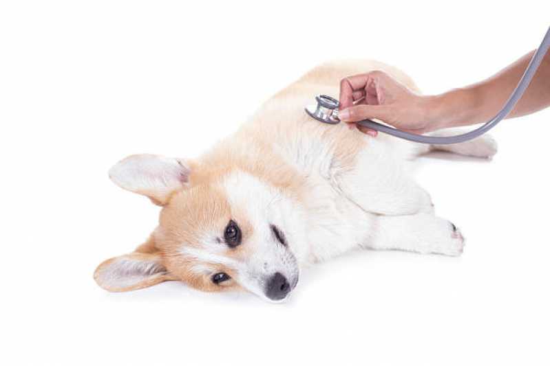 Histopatologia Pet Agendar Parolin - Histopatologia para Cachorro