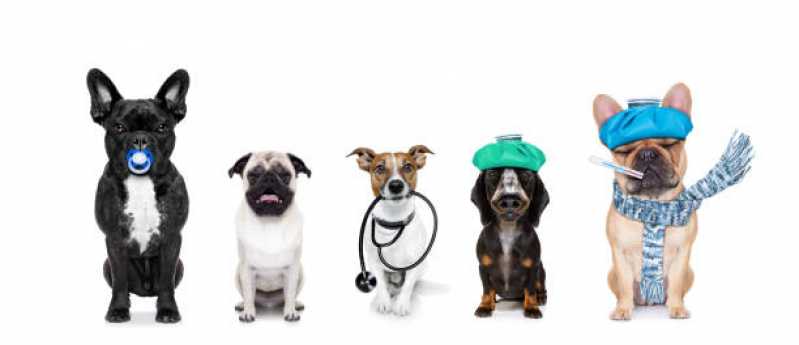 Histopatologia Pet Capão Raso - Histopatologia para Animais de Estimação