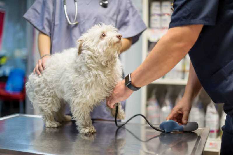 Medida de Pressão Arterial Canina Mossunguê - Medida de Pressão Arterial de Cachorro
