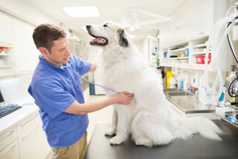Medida de Pressão Arterial de Cães Marcar Parolin - Medida de Pressão Arterial de Pets