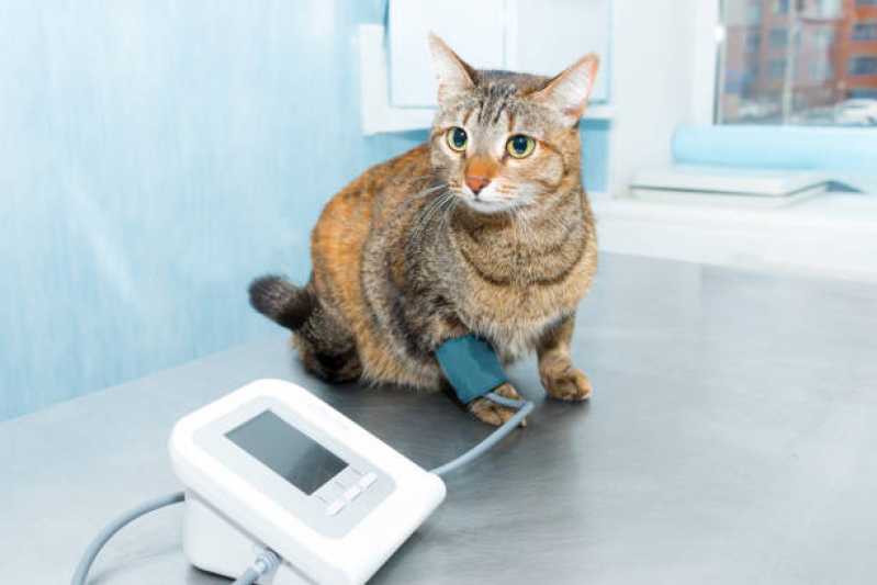 Medida de Pressão Arterial de Gatos Marcar Contenda - Medida de Pressão Arterial Felina