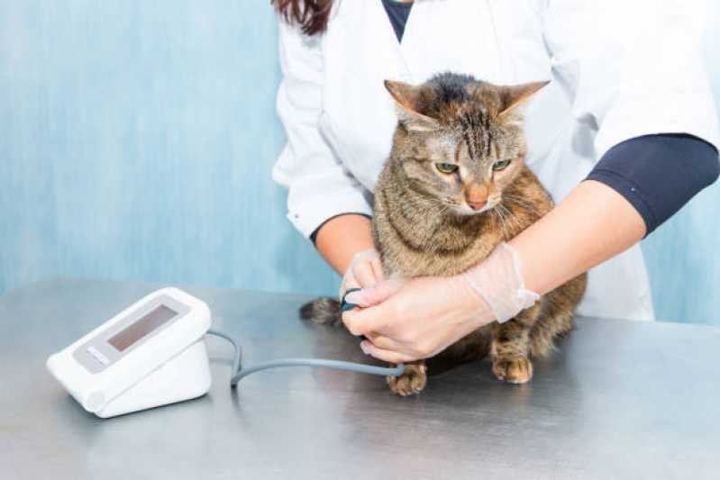 Medida de Pressão Arterial de Gatos Alto Boqueirão - Medida de Pressão Arterial Felina